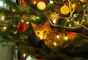 pisica in bradul de Craciun