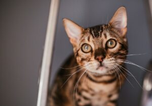 pisica cerseste atentia ta