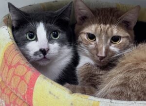 Două pisici ghemuite în culcuș