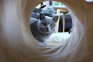 o pisica british shorthair