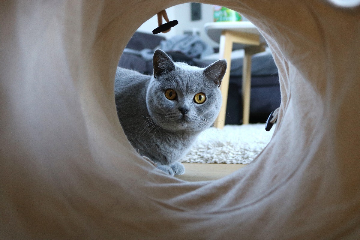 o pisica british shorthair