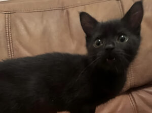 Pui de pisică neagră