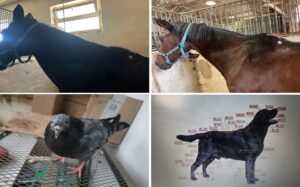 Plasturi vindecători pentru animale