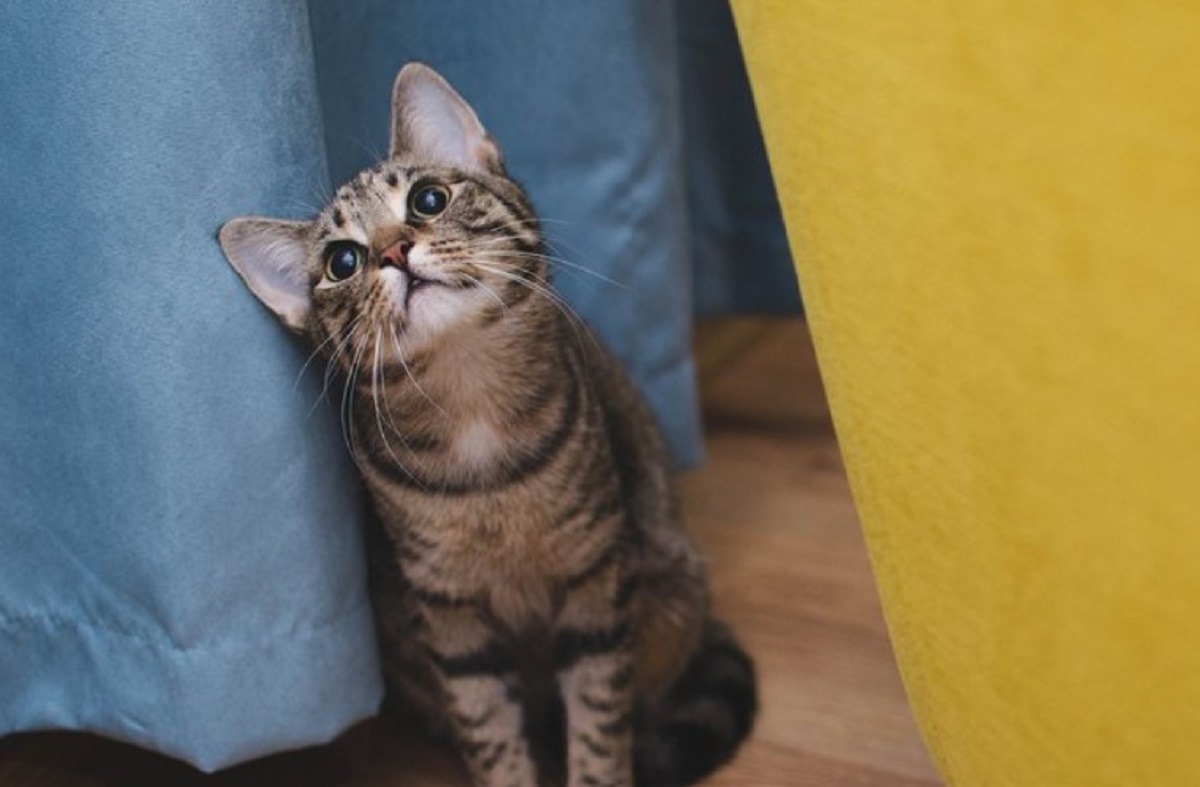 pisica se uita in sus