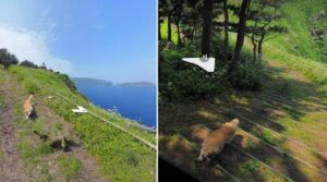 cainele apare pe Google Maps