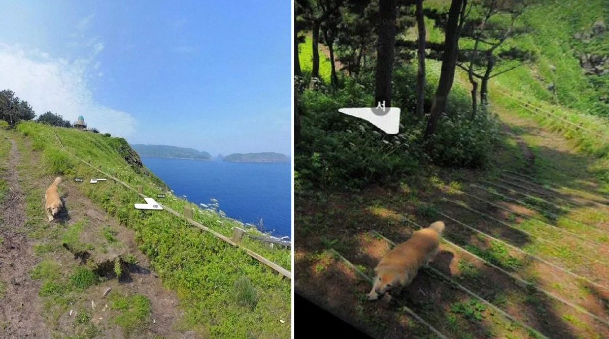 cainele apare pe Google Maps