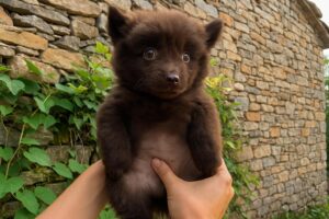 Pui de câine asemănător cu un pui de urs