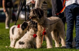 ciobanesti romanesti