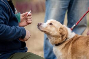 Un câine alături de dresori