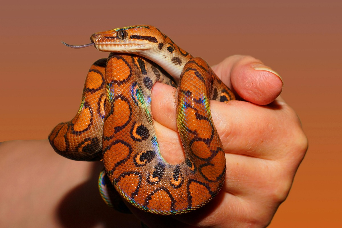 Șarpe încolăcit pe mâna unui om