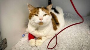 transfuzie sange pisica