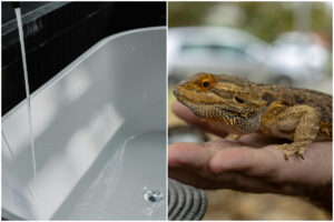 Colaj cu o reptilă și o cadă cu apă