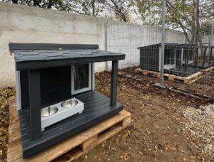 Țarc de reabilitare pentru cățeii timizi, la adăpostul ASPA Mihăilești