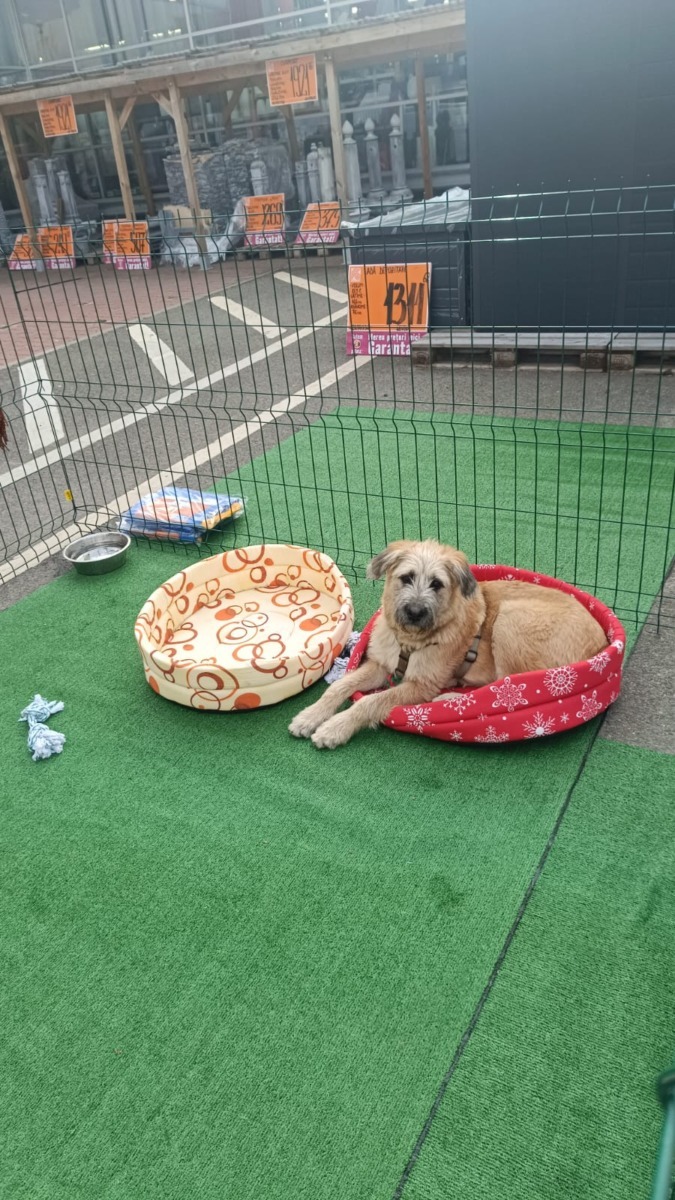 targ-de-adoptie-timisoara-happy-tails (10)