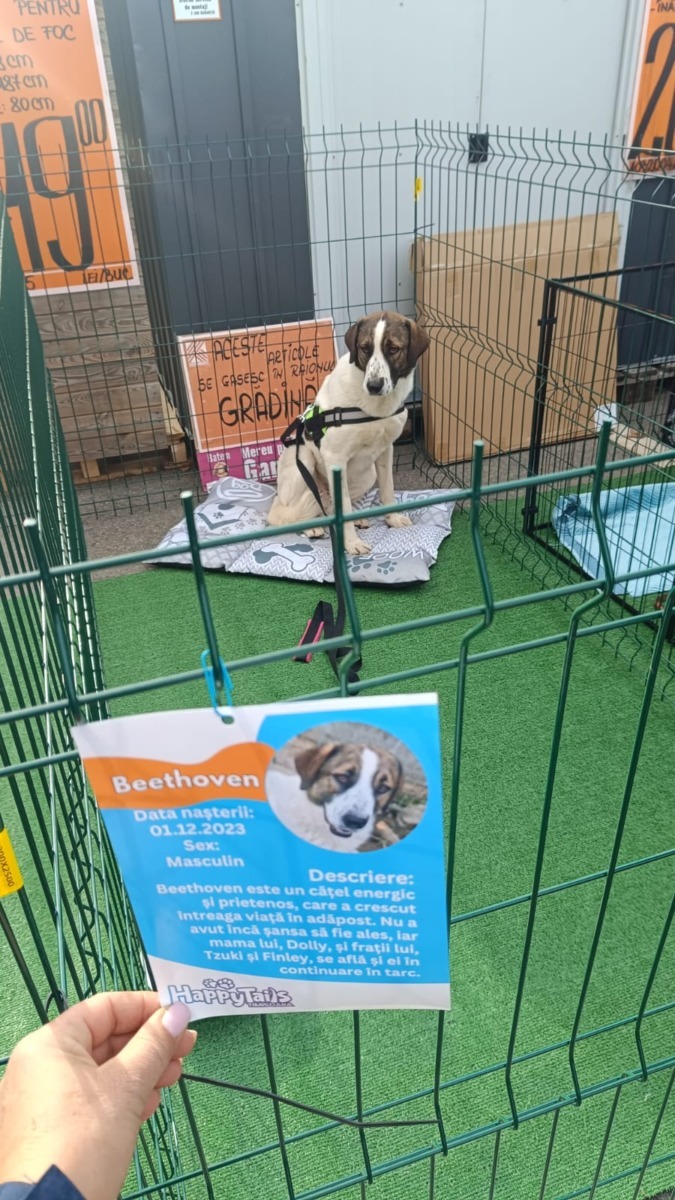 targ-de-adoptie-timisoara-happy-tails (11)