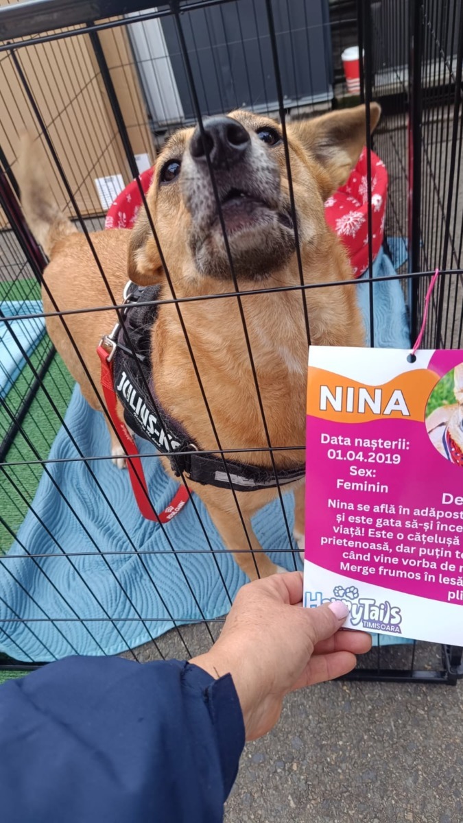 targ-de-adoptie-timisoara-happy-tails (12)