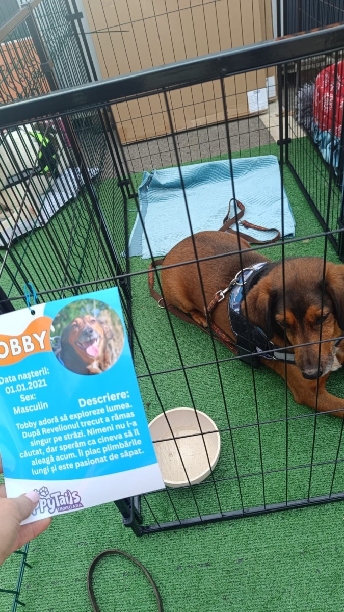 targ-de-adoptie-timisoara-happy-tails (13)