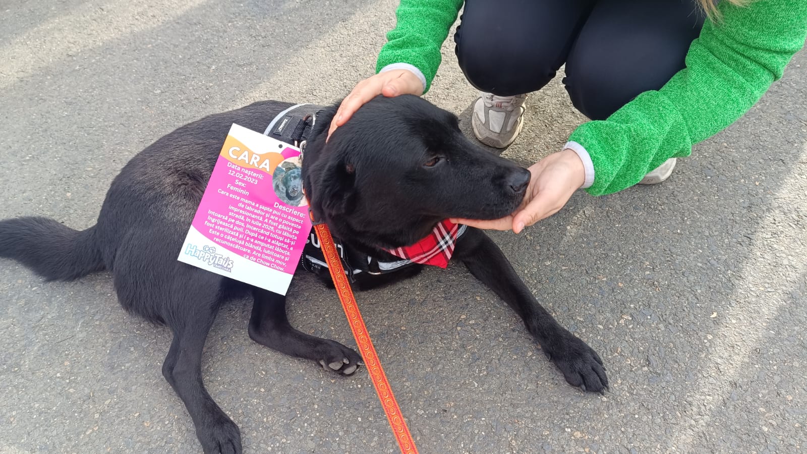 targ-de-adoptie-timisoara-happy-tails (14)