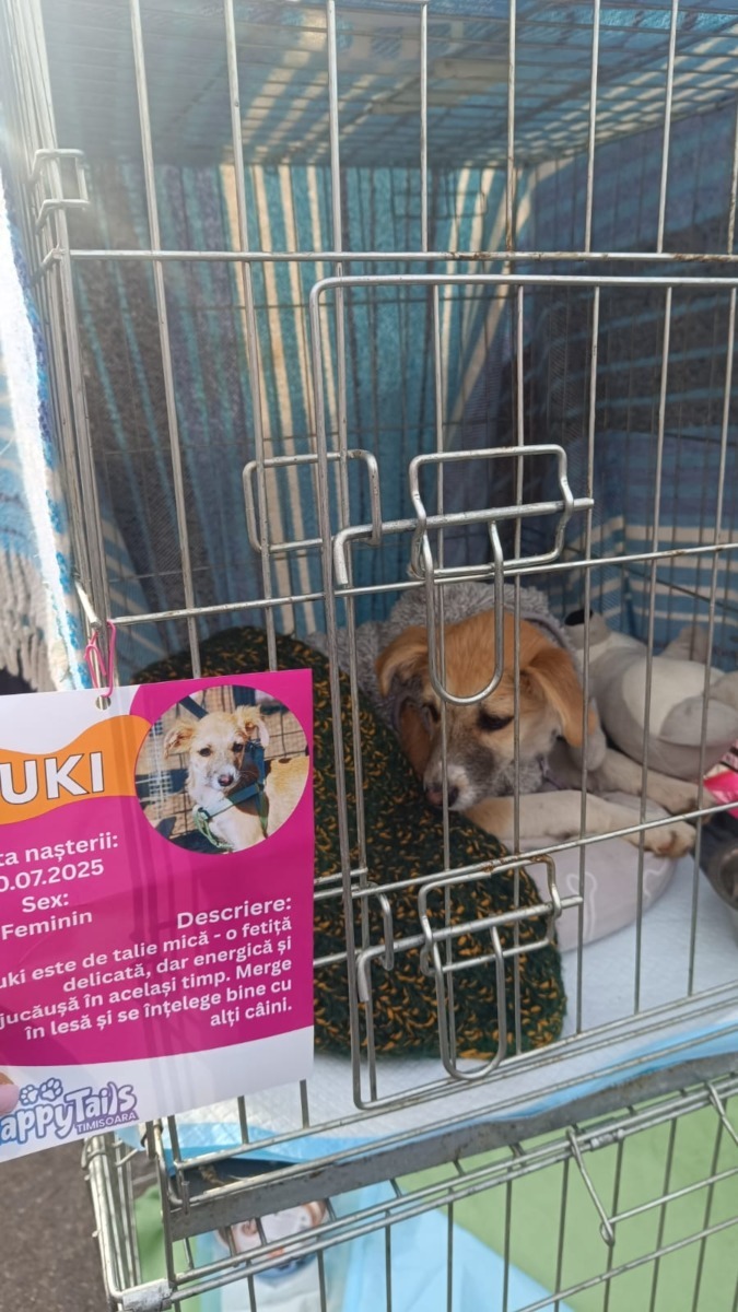 targ-de-adoptie-timisoara-happy-tails (15)