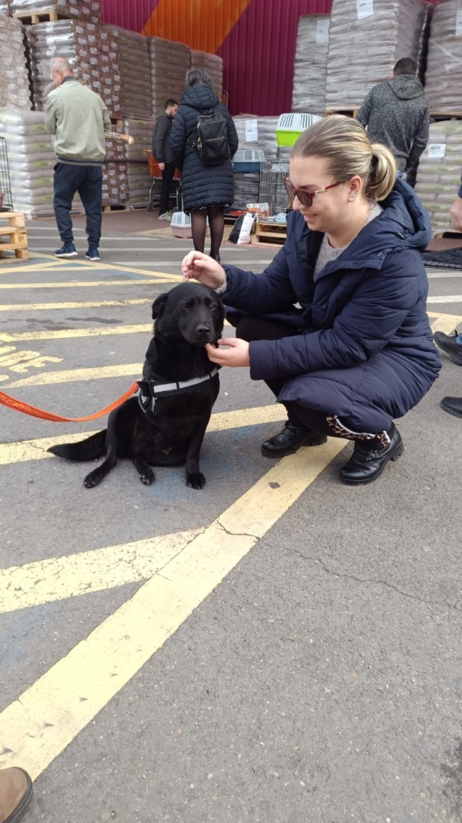 targ-de-adoptie-timisoara-happy-tails (7)