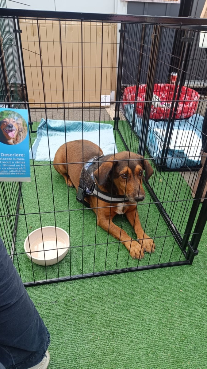 targ-de-adoptie-timisoara-happy-tails (8)