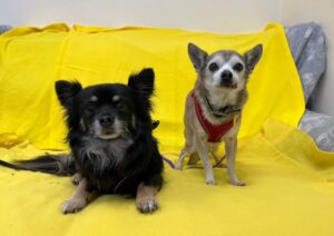 doi caini isi cauta o familie