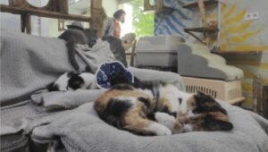 un-adapost-de-pisici-din-harkov-ofera-sprijin-animalelor-abandonate