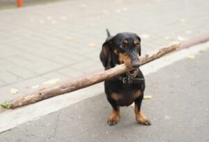 cainele tine in gura un bat