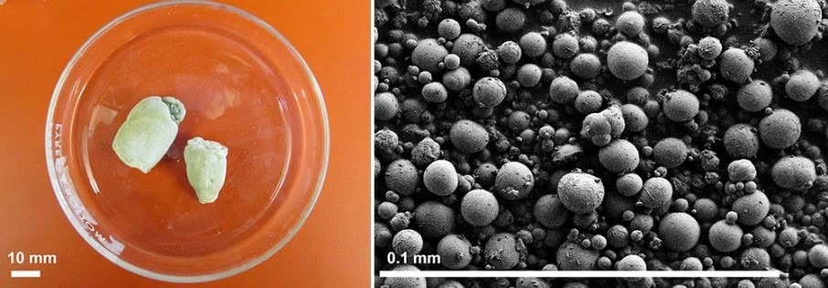 urina serpilor la microscop