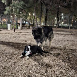 ursuc-caine-aspa-------=