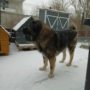 ursuc-caine-aspa--------