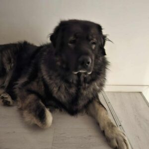 ursuc-caine-aspa-----