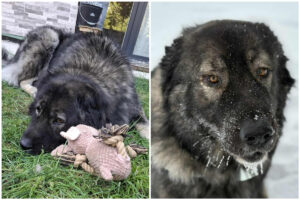 Colaj cu Ursuc, un câine adoptat de la ASPA