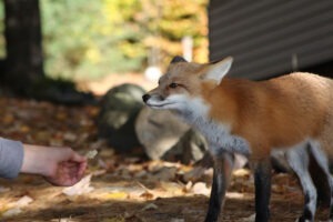 O vulpe într-un peisaj de toamnă, în fața unei persoane care ține în mână ceva de mâncare