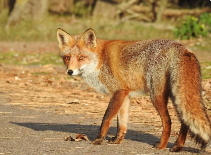 vulpea ca animal de companie