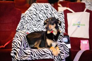 Cățel pe scaun într-o sală de cinema