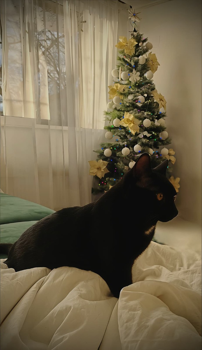 pisica neagra in pat