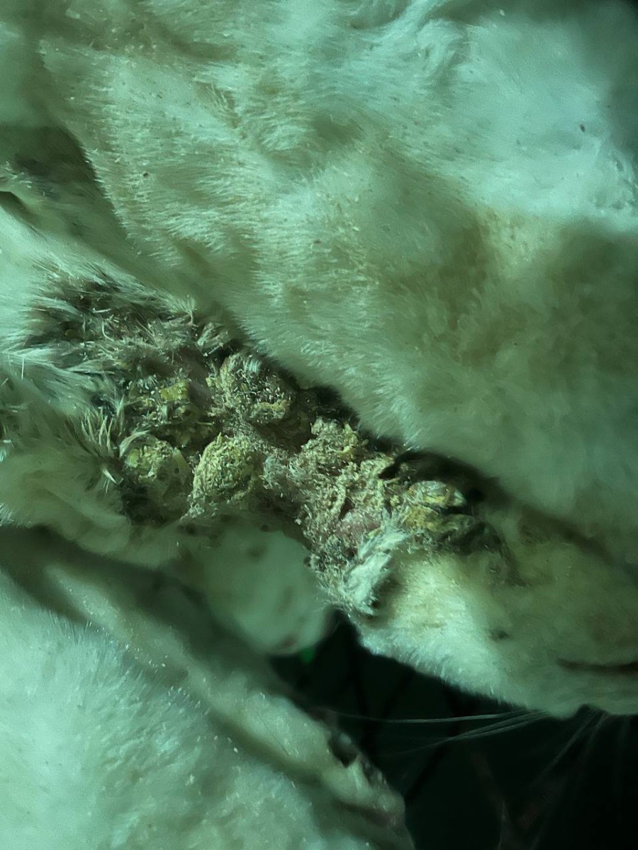 53676567045_2db85de0d1_o