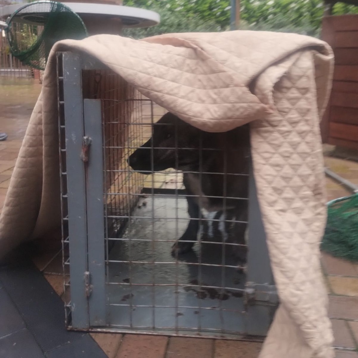 590803740_1195297786088690_7360569835023078699_n