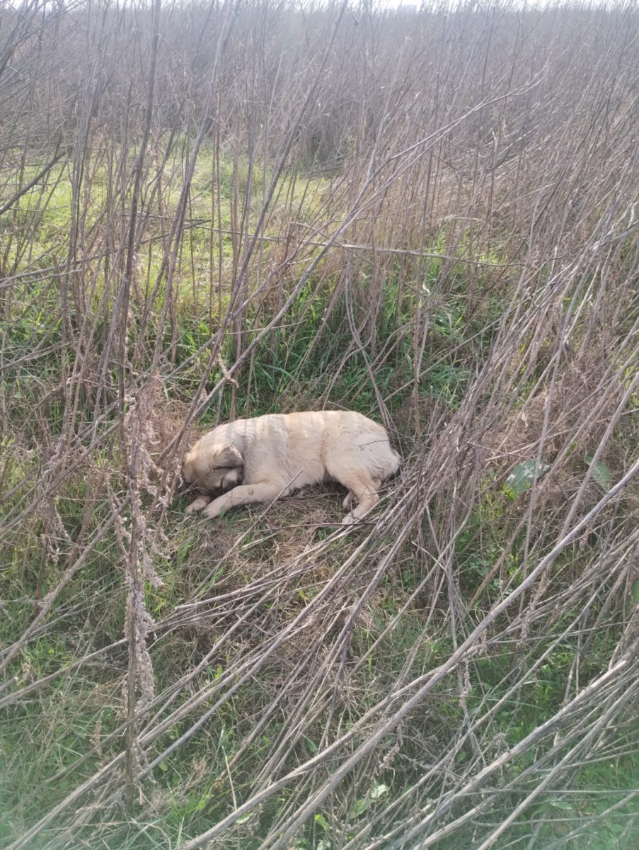 593901206_1198906149061187_1154459684153664565_n