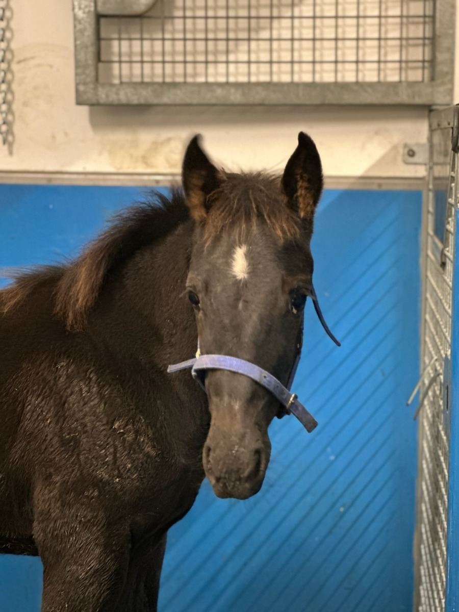 598405955_1290273983130520_7795264369839339288_n