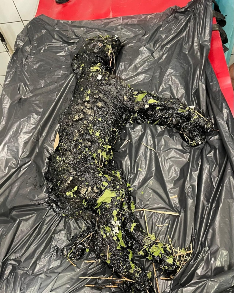 605542439_1213201864298282_2772679654868804352_n