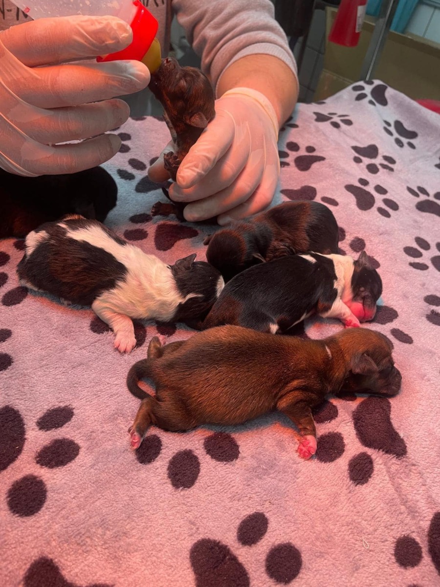 606433147_1213201984298270_2933927379627630689_n