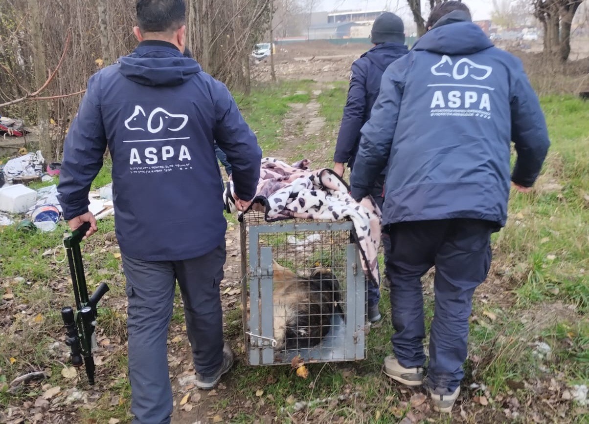 Un echipaj ASPA București cară un câine capturat într-o cușcă