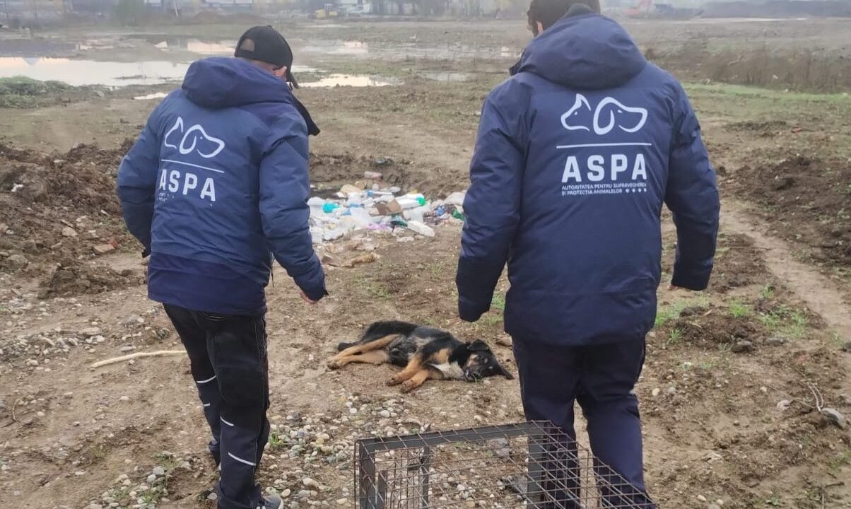 Intervenție ASPA București pentru salvarea câinilor abandonați