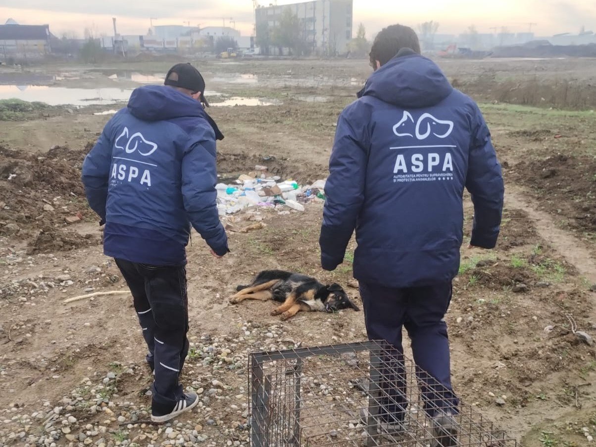 Intervenție ASPA București pentru salvarea câinilor abandonați