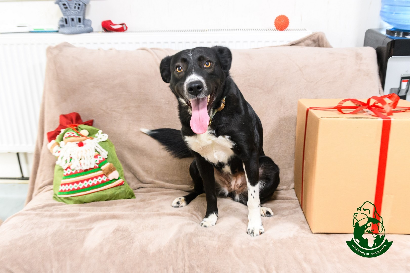 Bucurie caine adoptie Adapostul Speranta