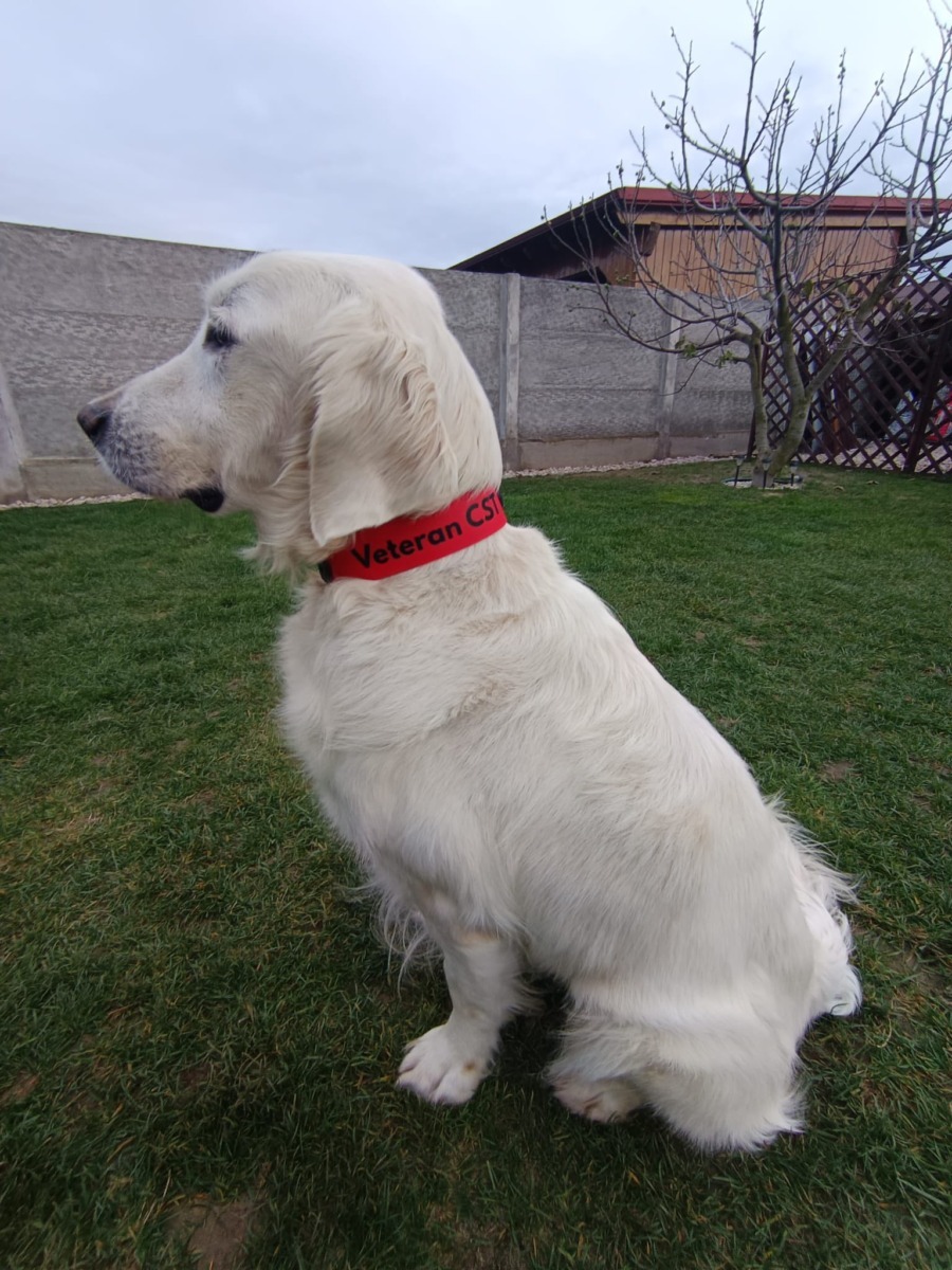 Caini-de-Salvare-Transilvania-1