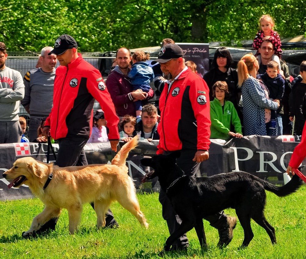 Caini-de-Salvare-Transilvania-10
