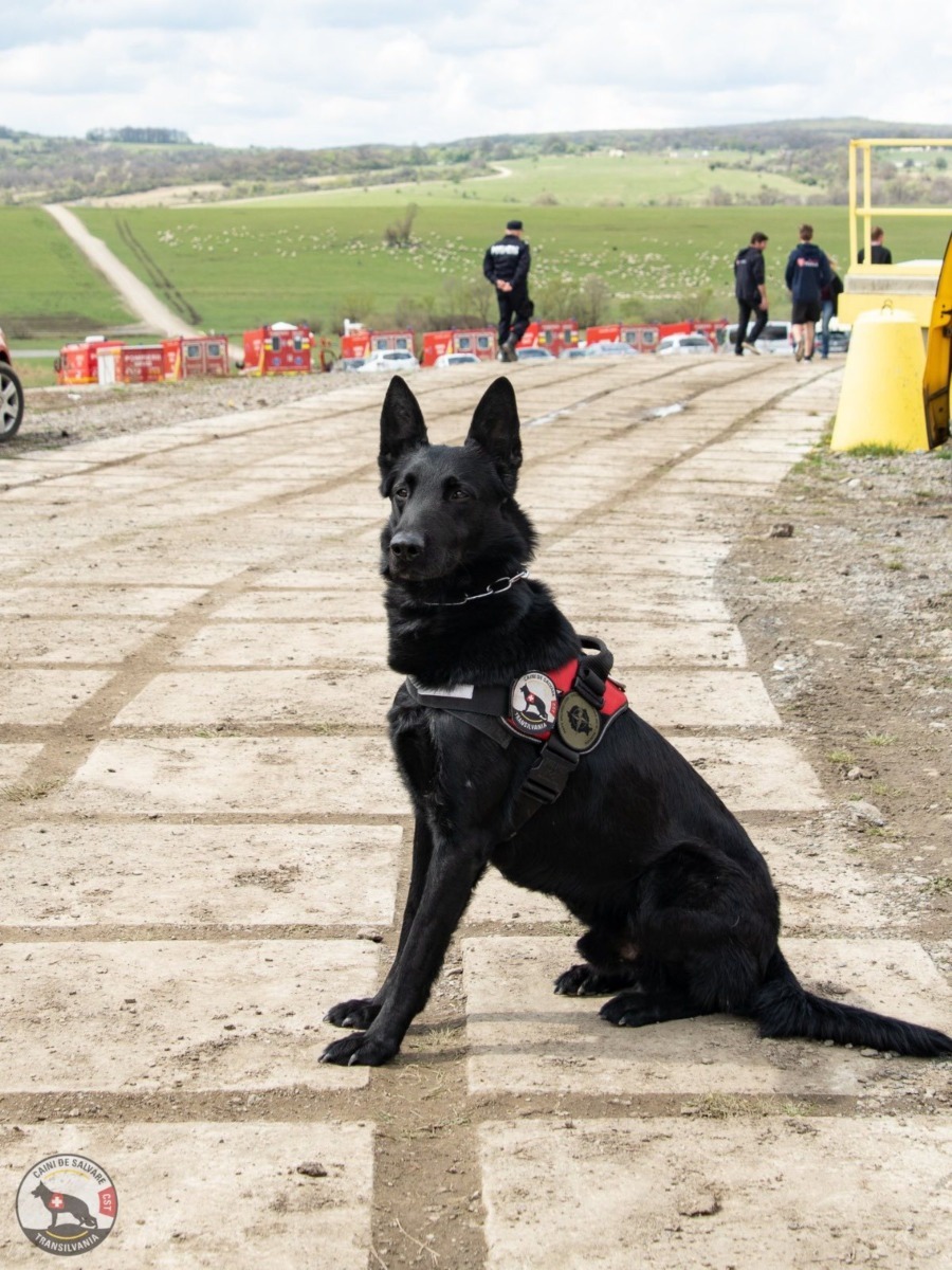Caini-de-Salvare-Transilvania-11